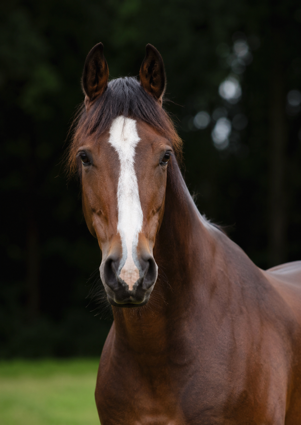 Paarden